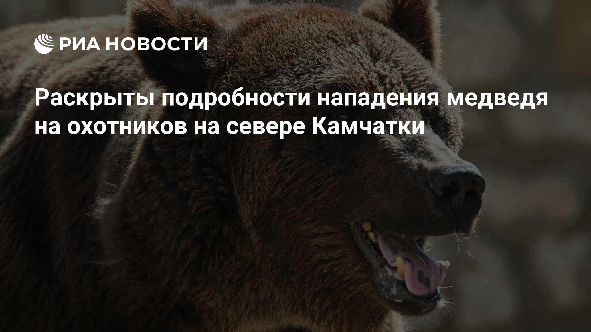 Медведь напал на двух охотников на границе Камчатки и Чукотки