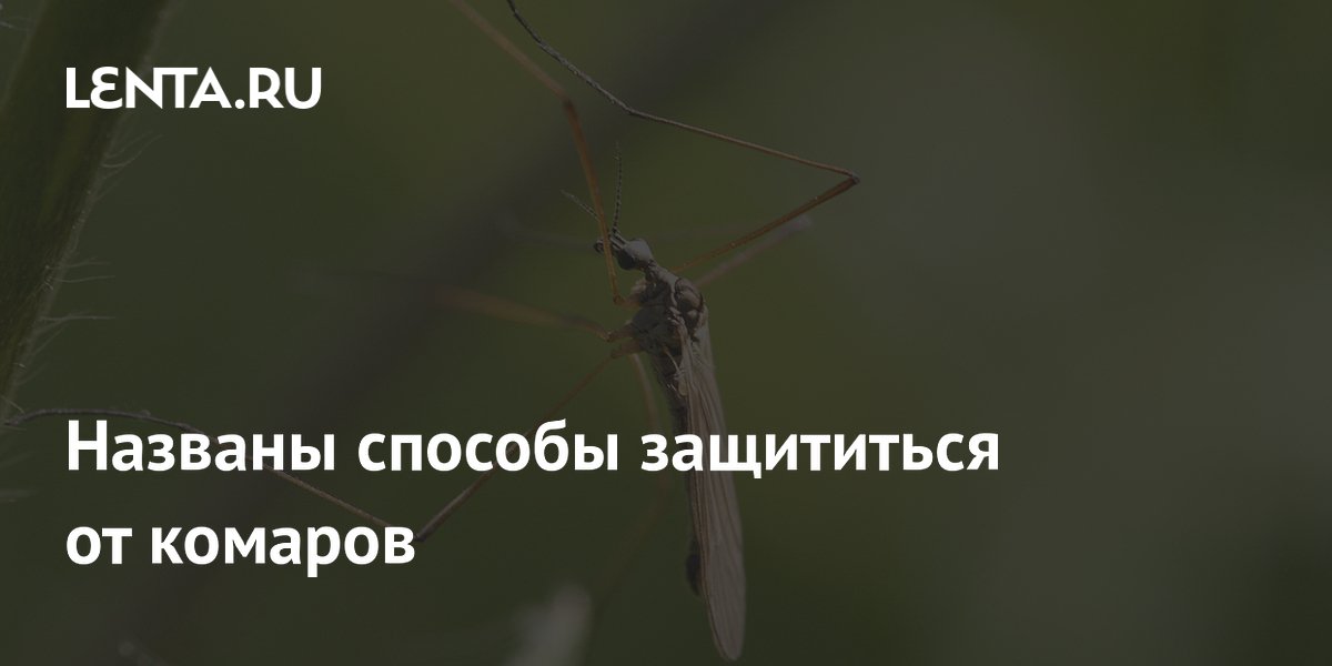 Названы способы защититься от комаров