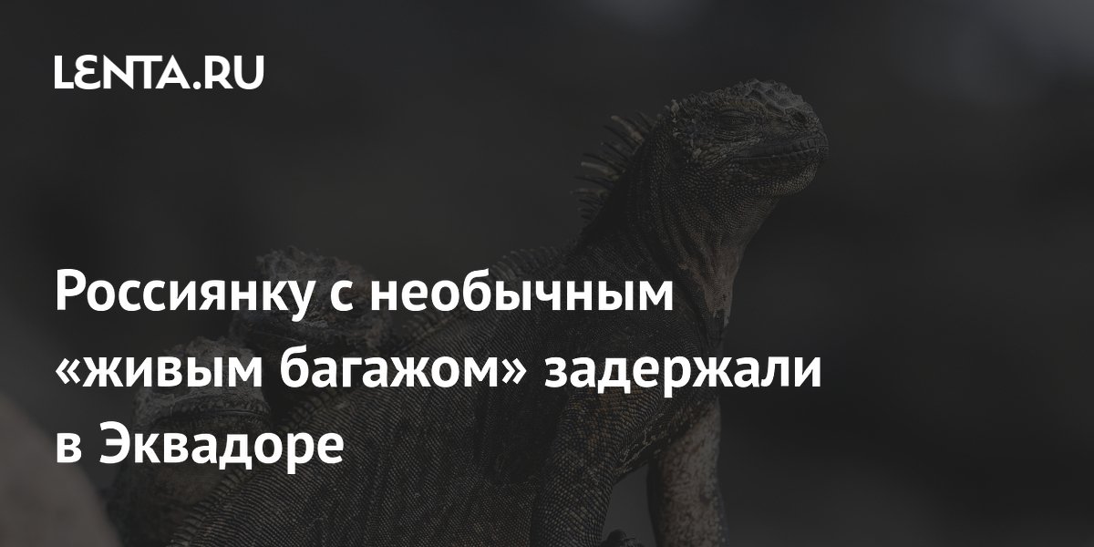 Россиянку с 32 живыми игуанами в багаже задержали в аэропорту Эквадора