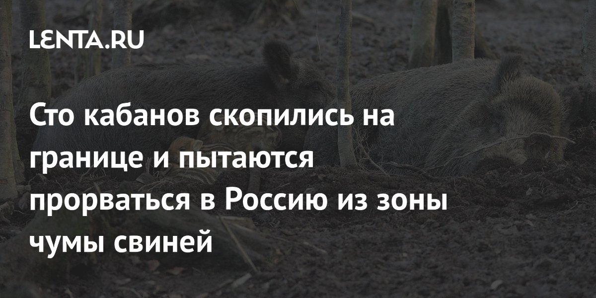 Сотня кабанов застряли на границе России и Финляндии