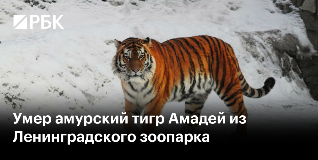 Тигр в Приморье украл фотоловушку немецкого фотографа