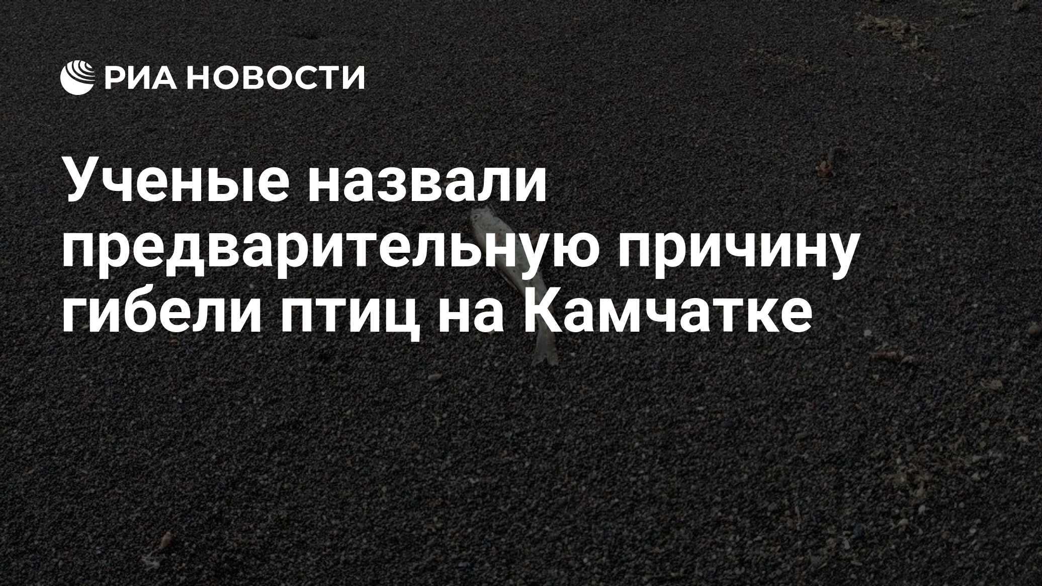 Ученые назвали предварительную причину гибели птиц на Камчатке