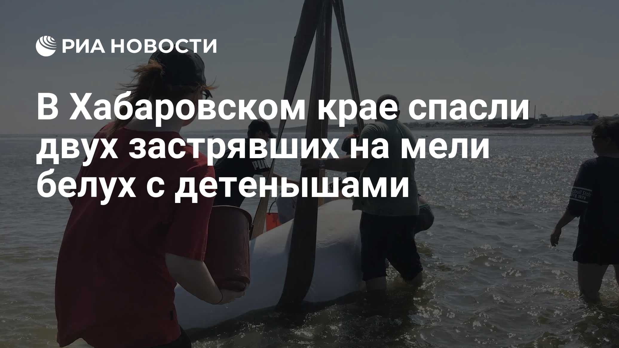 В Хабаровском крае спасли двух застрявших на мели белух с детенышами