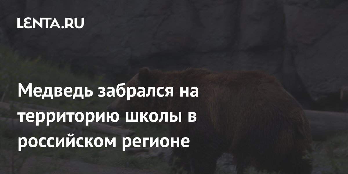 В камчатском поселке на территории школы застрелили медведя