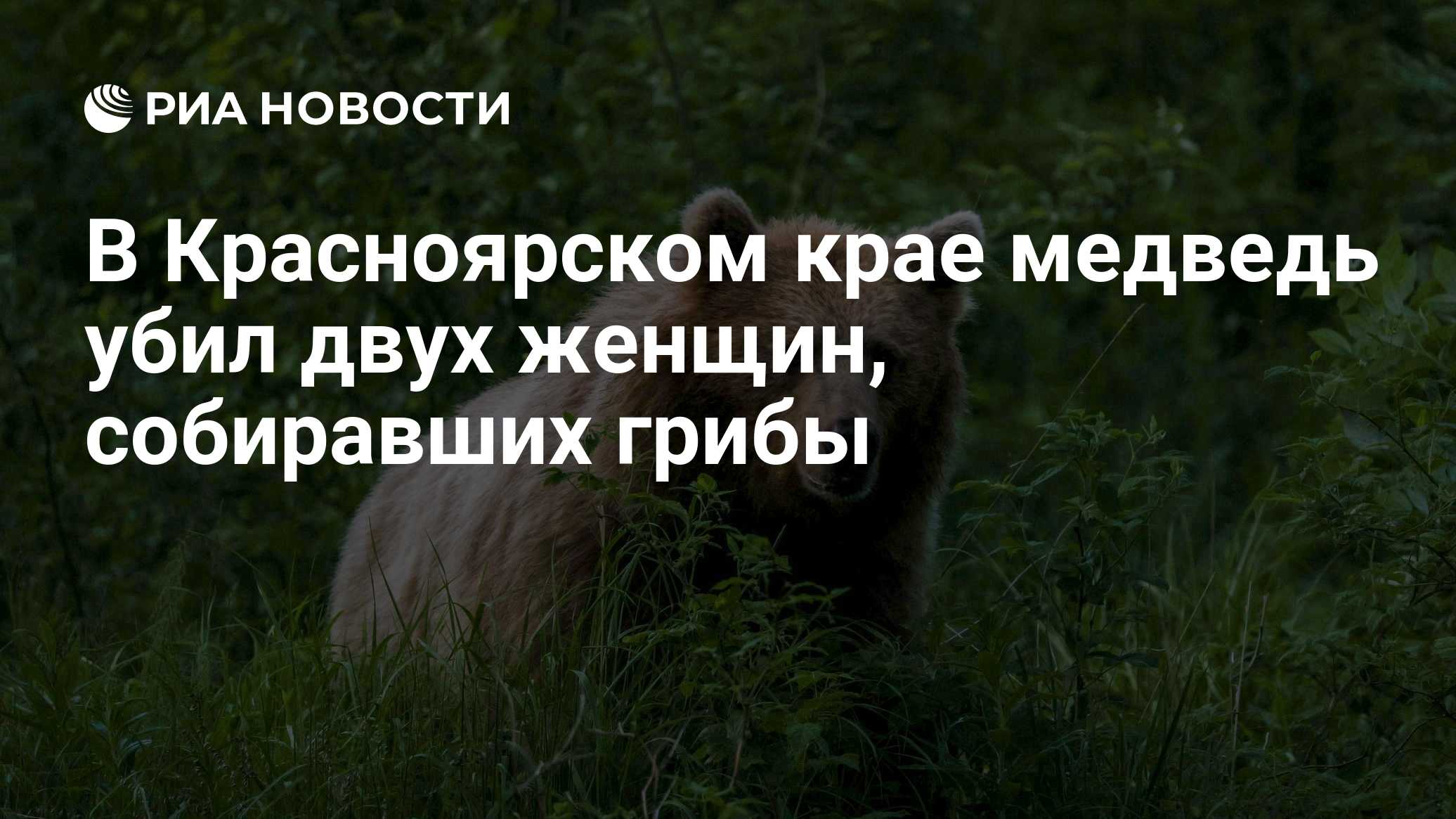 В Красноярском крае медведь убил двух женщин, собиравших грибы