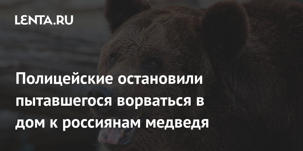 В Красноярском крае полицейский застрелил медведя, пытавшегося проникнуть в дом