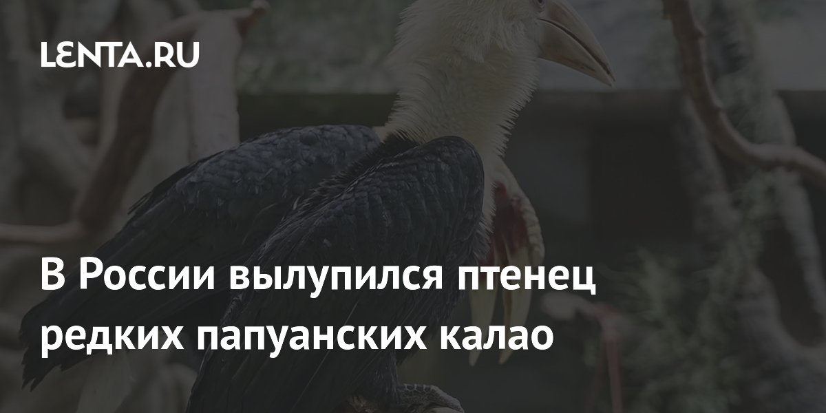 В Московском зоопарке вылупился птенец редкого папуанского калао