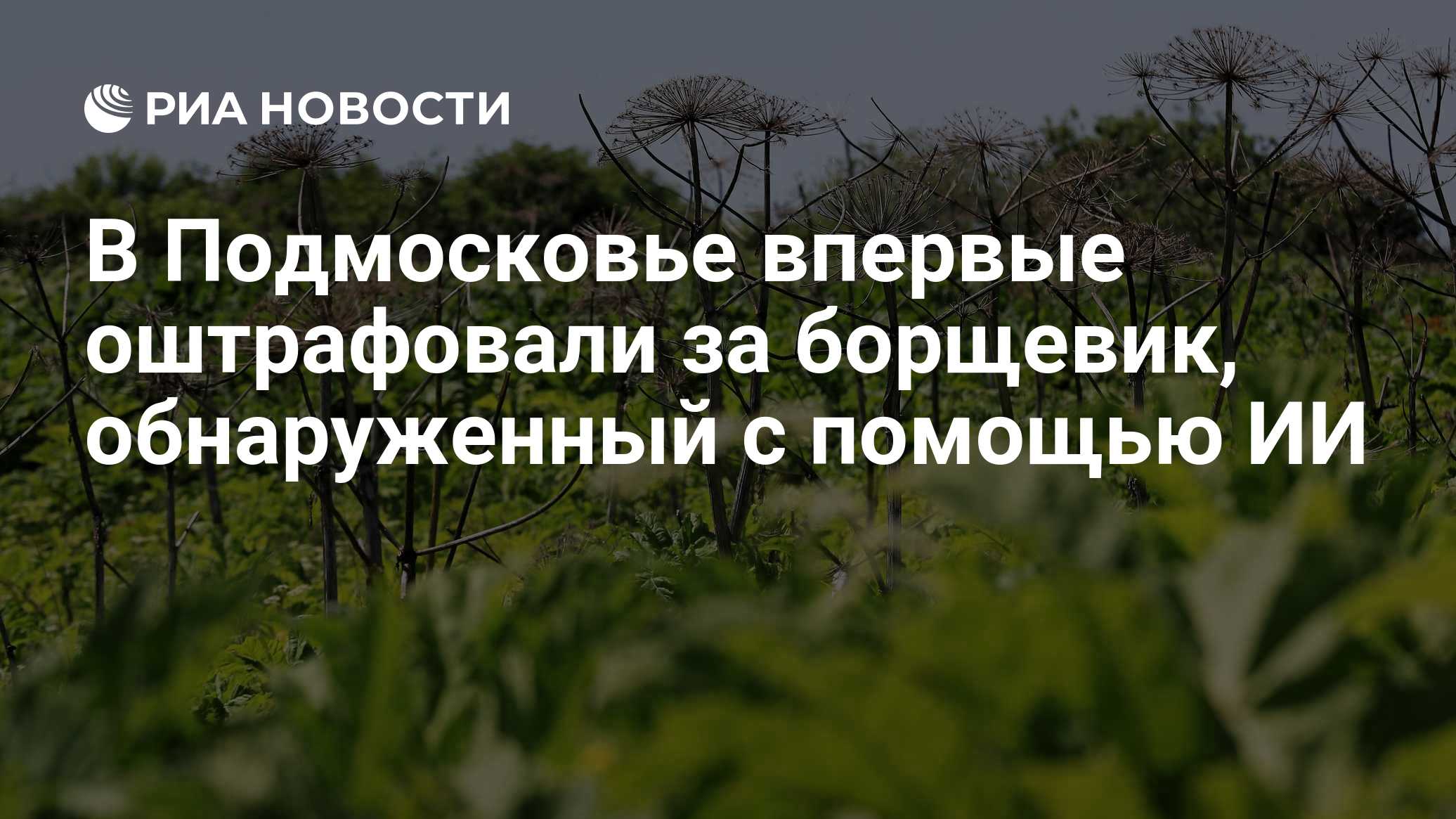 В Подмосковье впервые оштрафовали за борщевик, обнаруженный с помощью ИИ