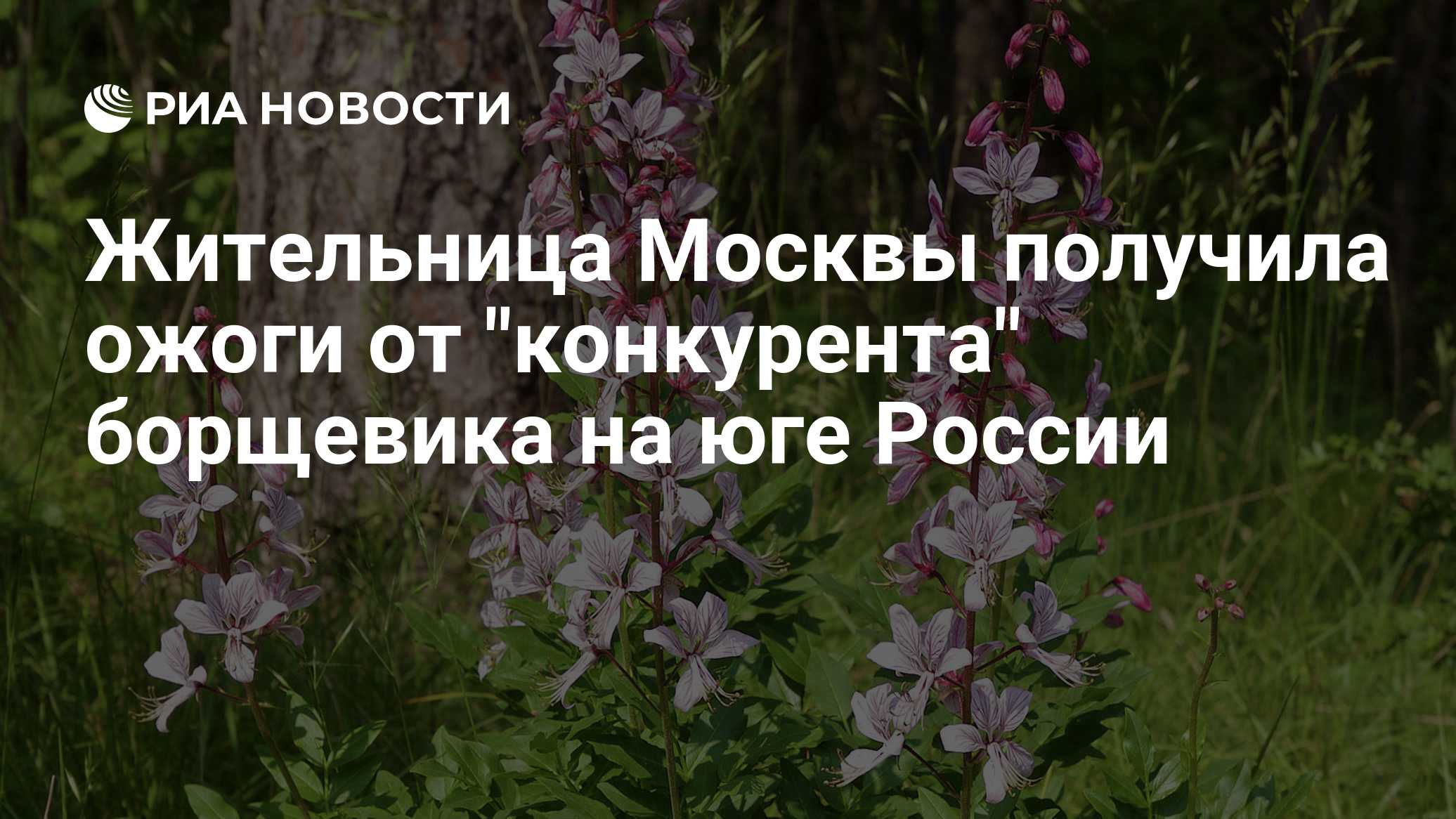 Жительница Москвы получила ожоги от "конкурента" борщевика на юге России